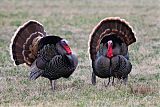 Wild Turkey